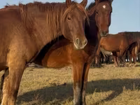 Caballo, Mugalzhar horse — foto 1