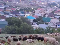 كبش, الأغنام — الصورة 8