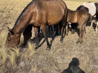 Yegua, Kazakh horse — foto 5