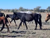Stute, Kazakh horse — Foto 4