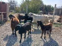Billy Goat, Goats — photo 3
