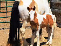 Mare, Gypsy horse — photo 5