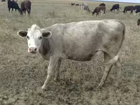 Vaca, Vaca roja sin cuernos — foto 5