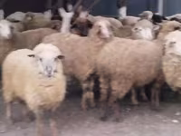 كبش, الأغنام — الصورة 3