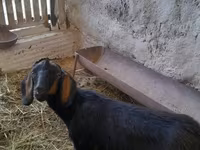 عنزة, Nubian Goat — الصورة 2