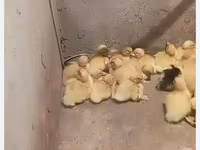 بكين ألماني — الصورة 4