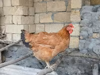 Chickens — 照片 2