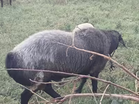 Widder, Edilbay sheep — Foto 4