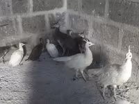 Blanco — foto 1