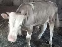 ثور, Simmental cattle — الصورة 5