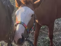 घोड़ा, Tiger horse — फ़ोटो 5
