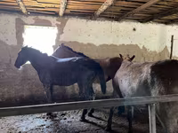 Caballo, Kazakh horse — foto 4