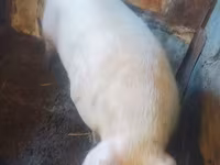 خنزير ذكر, Ландрас — الصورة 2