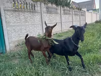 تيس, Murcia-Granada goats — الصورة 4
