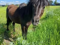 Hengst, American shetland pony — Foto 1