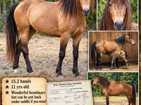 فرس, Black Sea breed — الصورة 1