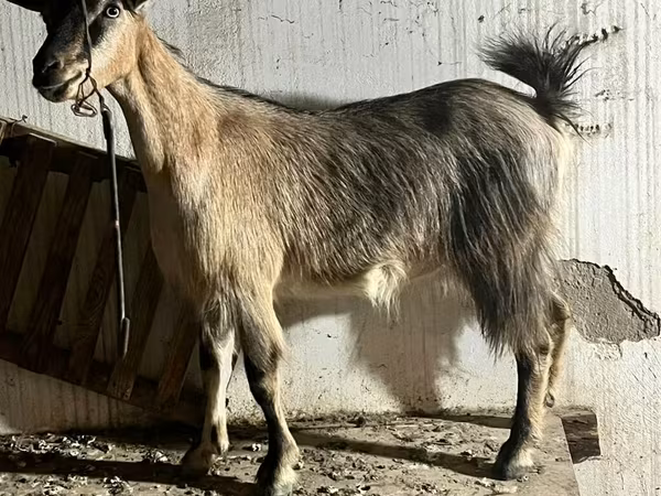 बकरी, Alpine goat