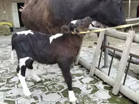 Vaca, Ganado vacuno — foto 1