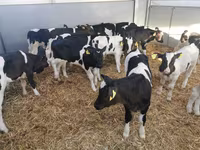 Cattle (batch, sex not specified), Holstein breed — photo 4