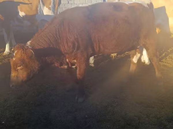 Bull, Cattle