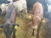 सांड, Simmental cattle — फ़ोटो 1