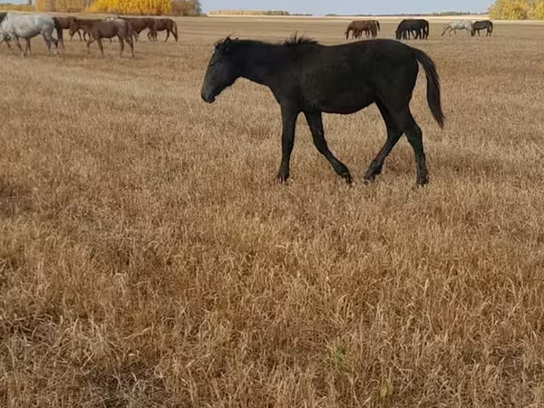 Hengst, Kazakh horse