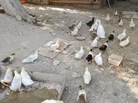 Hausente — Foto 5