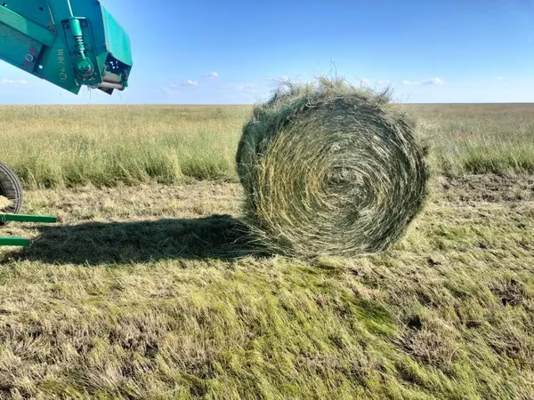 Продам сено луговое в рулонах!