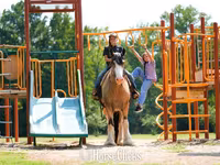 公马, Gypsy horse — 照片 3