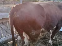 Bulle, Simmental cattle — Foto 1