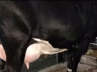 Kuh, Holstein-Rasse — Foto 4
