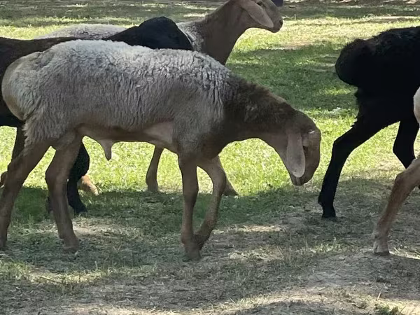 公羊, Sheep
