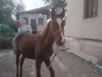 حصان, Russian Don — الصورة 3