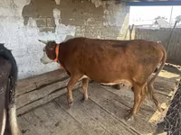 بقرة, Latvian Blue cattle — الصورة 2