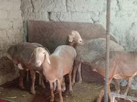 Oveja, Afghan Arabi sheep — foto 1