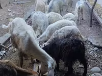 عنزة, الماعز — الصورة 1