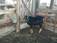 Carnero, Romanov sheep — foto 6