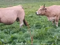 母牛, Aubrac cattle — 照片 2