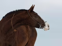 母马, Akhal-Teke — 照片 3