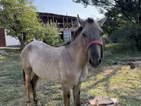 Caballo, Tiger horse — foto 4