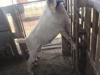 Cabra, Cabras — foto 2
