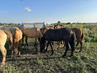 خيول (دفعة، الجنس غير محدد), Horse breed — الصورة 5