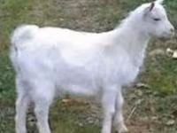 公山羊, Saanen goat — 照片 1