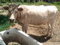 Kuh, Simmental cattle — Foto 1