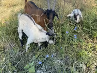 Cabra, Czech Brown Shorthaired goats — foto 1