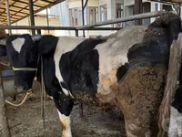 Bulle, Russian Black pied cattle — Foto 3
