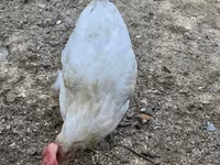Chickens — फ़ोटो 2