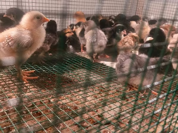 Chickens