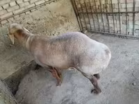 Carnero, Arashan sheep — foto 3