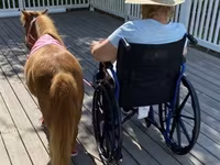 Stute, Miniature horse — Foto 5